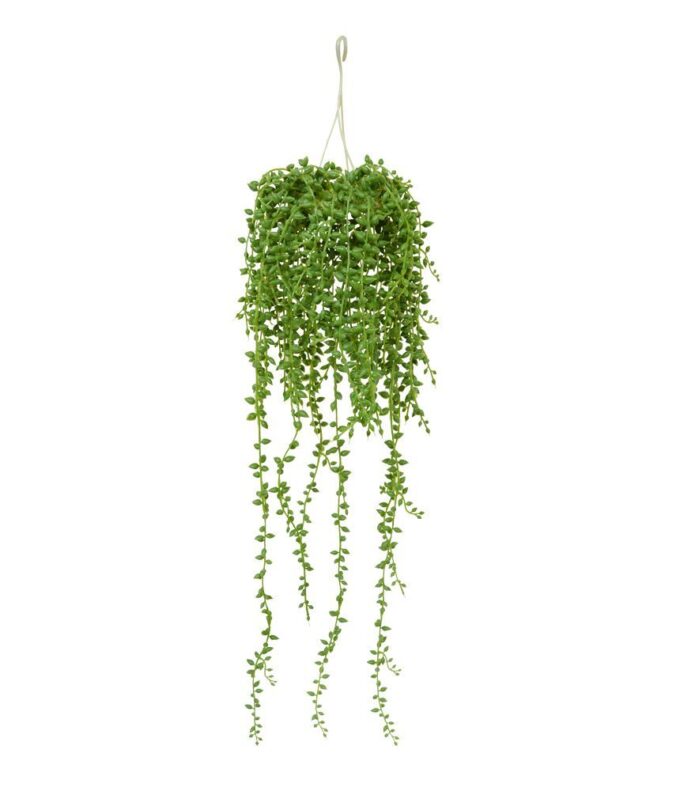 Senecio kunst hangplant