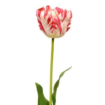 Van Gogh Tulp kunstbloem  rood-wit