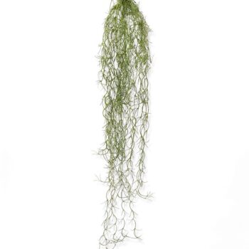 Tillandsia kunsthanger