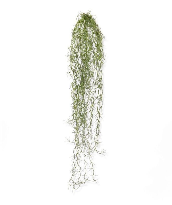 Tillandsia kunsthanger