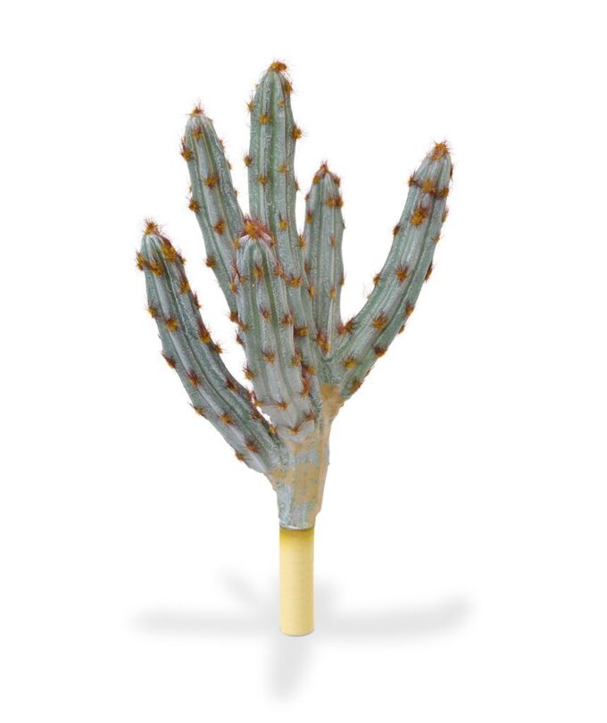 Tetragonus kunst Cactus  - bruin