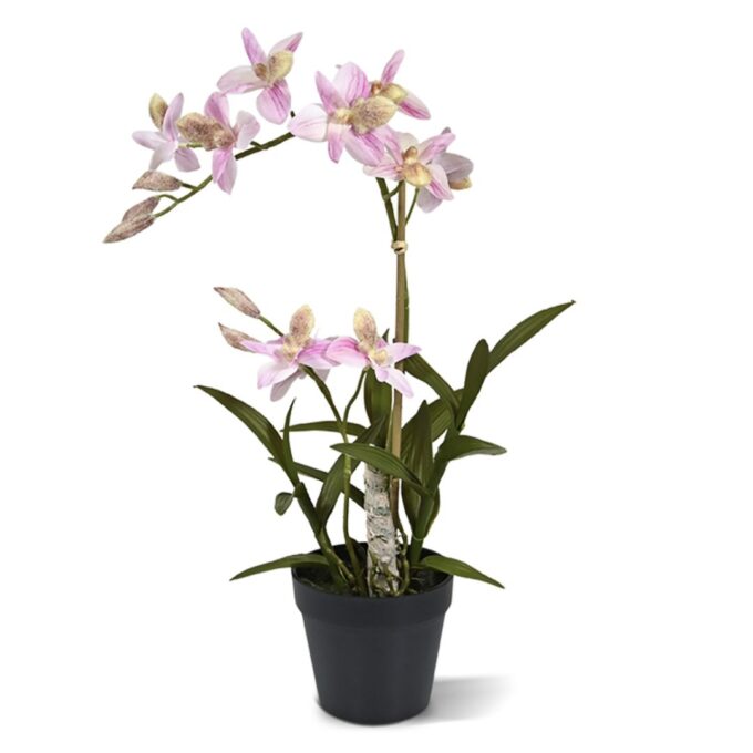 Spider kunst Orchidee  - rose