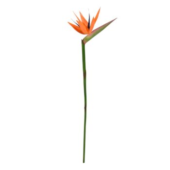 Strelitzia tak Deluxe  Oranje