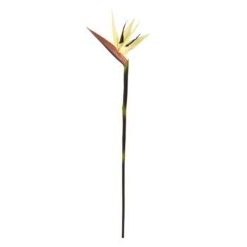 Strelitzia tak Deluxe  Creme