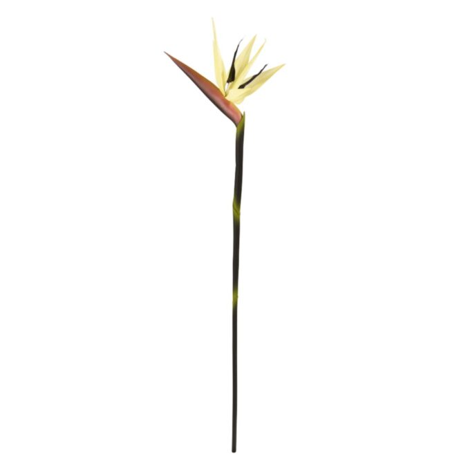 Strelitzia tak Deluxe  Creme
