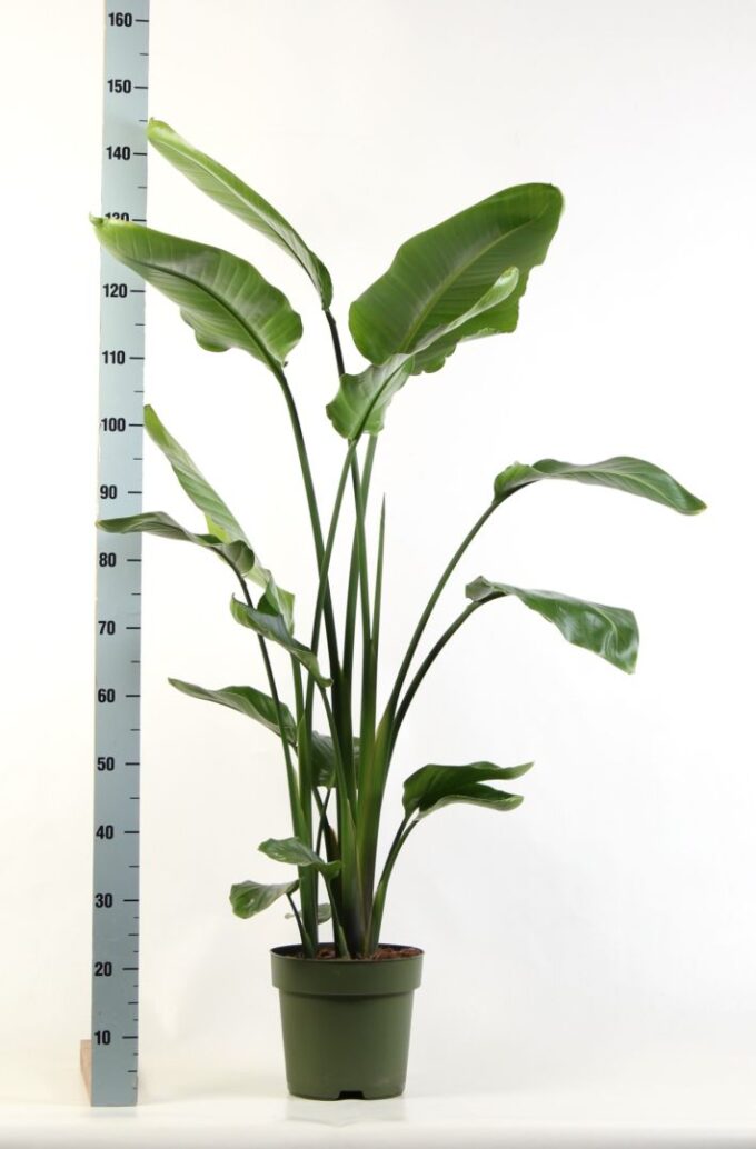 Strelitzia Nicolai