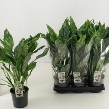 Spathiphyllum Diamond Variegata