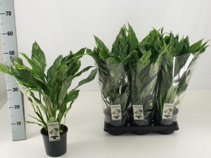 Spathiphyllum Diamond Variegata