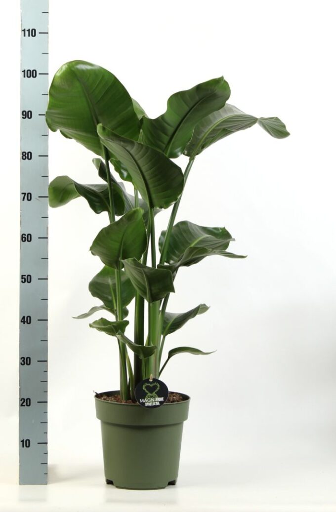 Strelitzia Nicolai