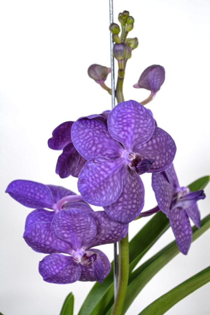 Vanda Tayanee Blue Large