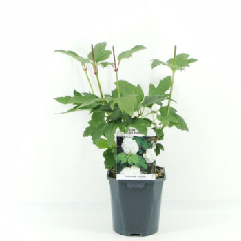 Viburnum opulus Roseum