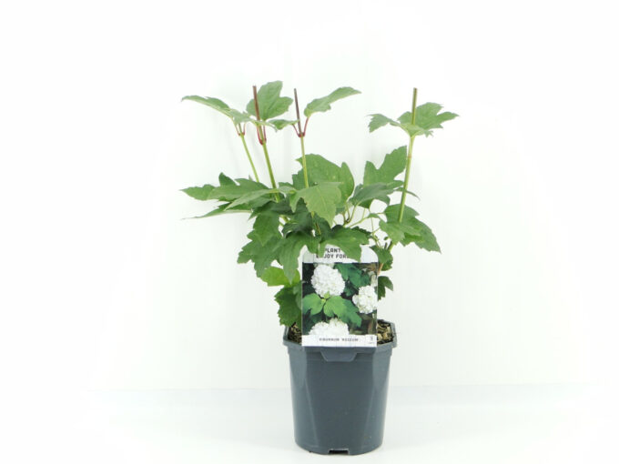 Viburnum opulus Roseum