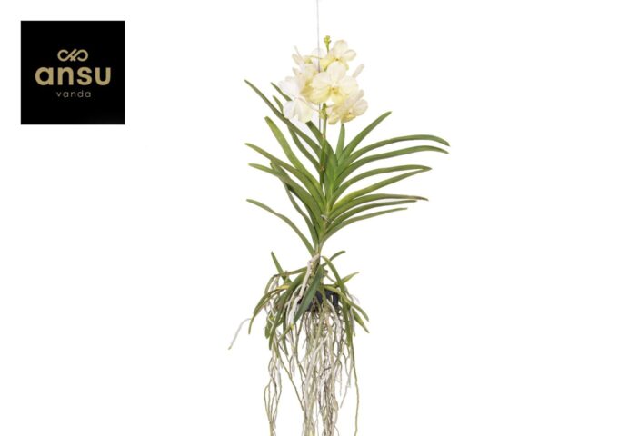 Vanda Tayanee White Large