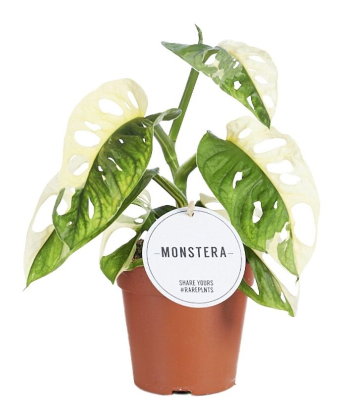 Monstera Adansonii Variegata