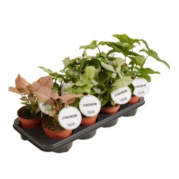 Syngonium Mix