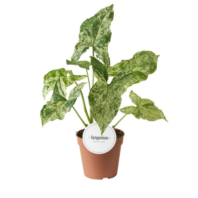 Syngonium Mottled