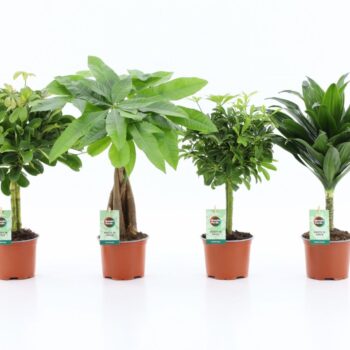 Stem mix
