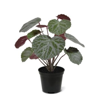 Saxifraga kunstplant groen/rood  in  pot