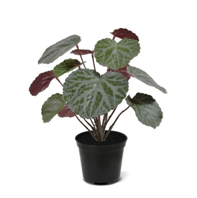 Saxifraga kunstplant groen/rood  in  pot