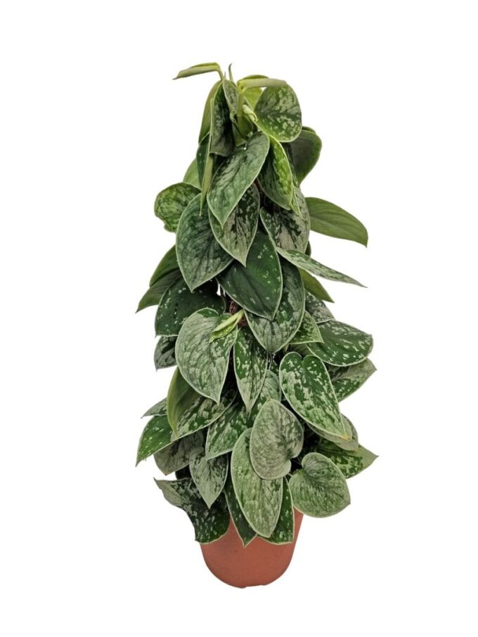 Scindapsus Silvery Ann mosstok