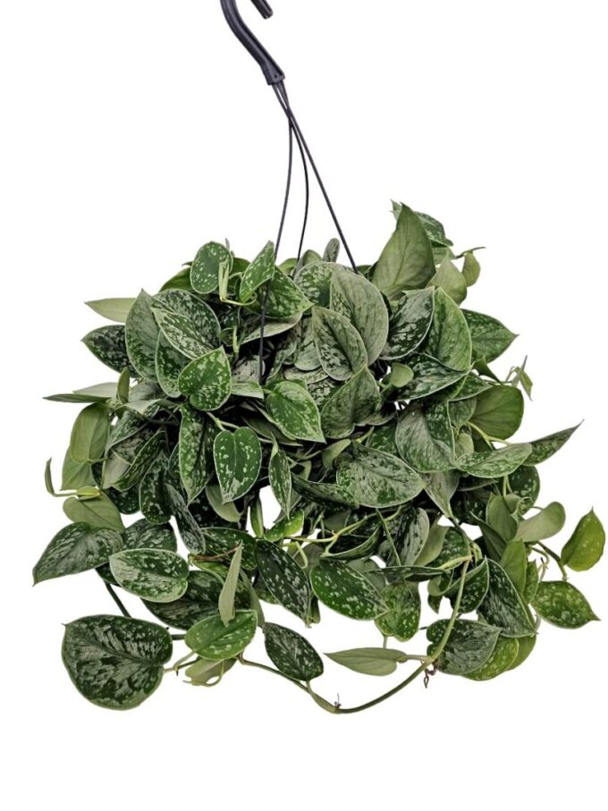 Scindapsus Silvery Ann