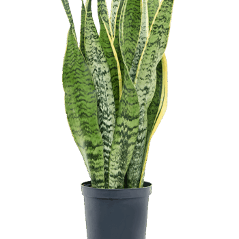 Sansevieria trifasciata 'Laurentii' Tuft