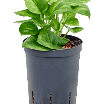 Scindapsus (Epipremnum) 'Global Green Hanger