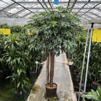 Schefflera compacta stam 32/28 h210