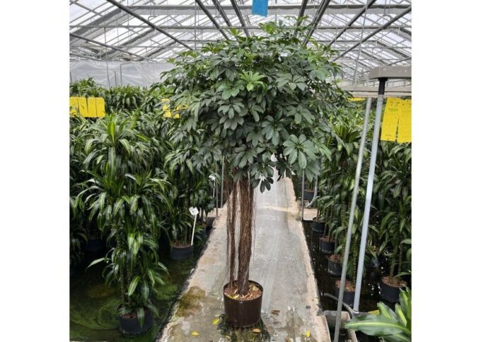 Schefflera compacta stam 32/28 h210
