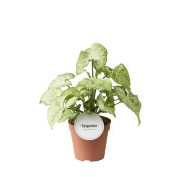 Syngonium White Butterfly