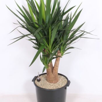Yucca elephantipes 3-5 armen