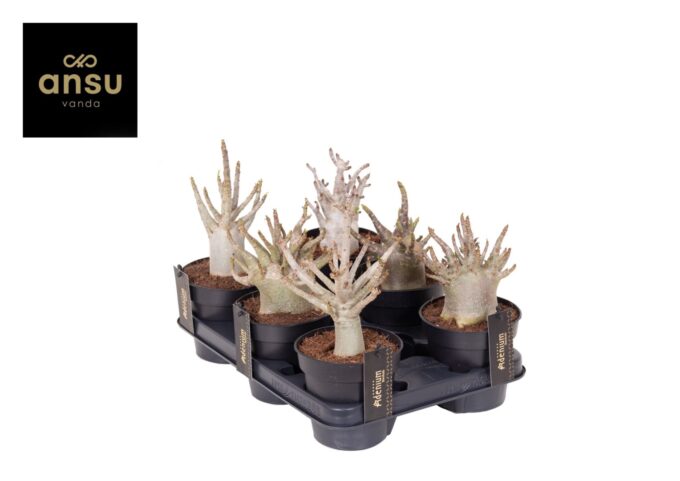 Adenium "Ansu" Baobab