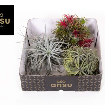 Tillandsia Trio