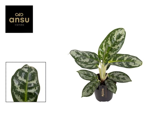 Aglaonema Amazon Silver
