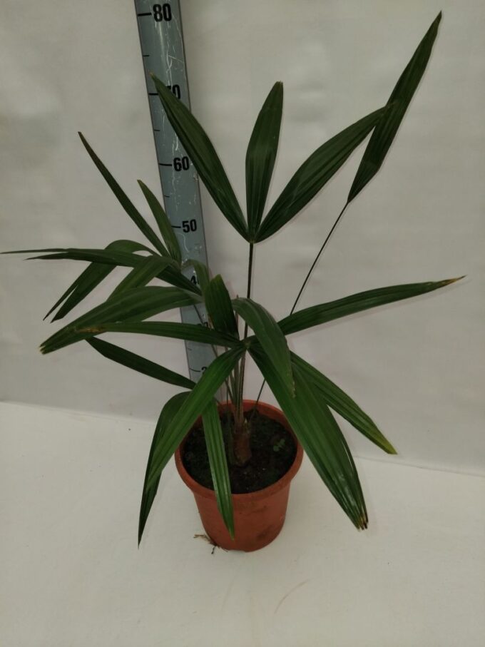 Trachycarpus fortunei