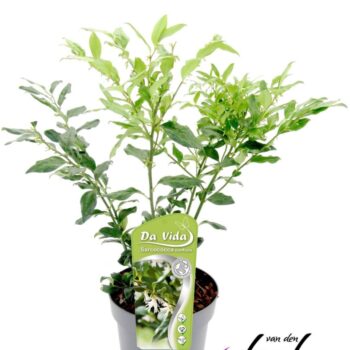Sarcococca confusa