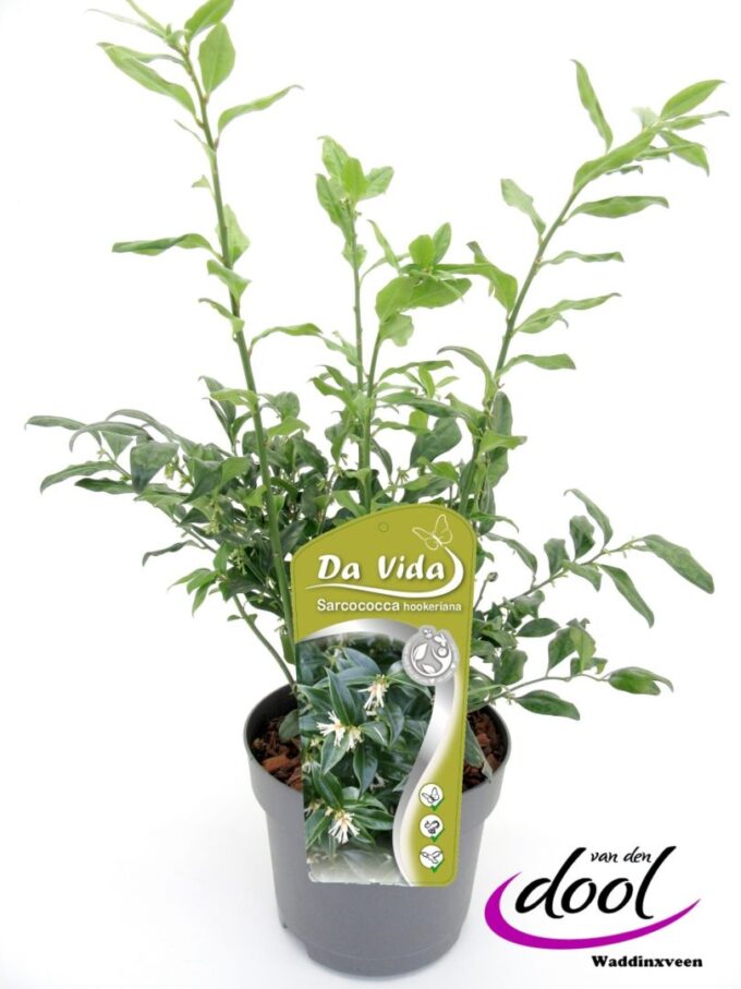 Sarcococca hookeriana