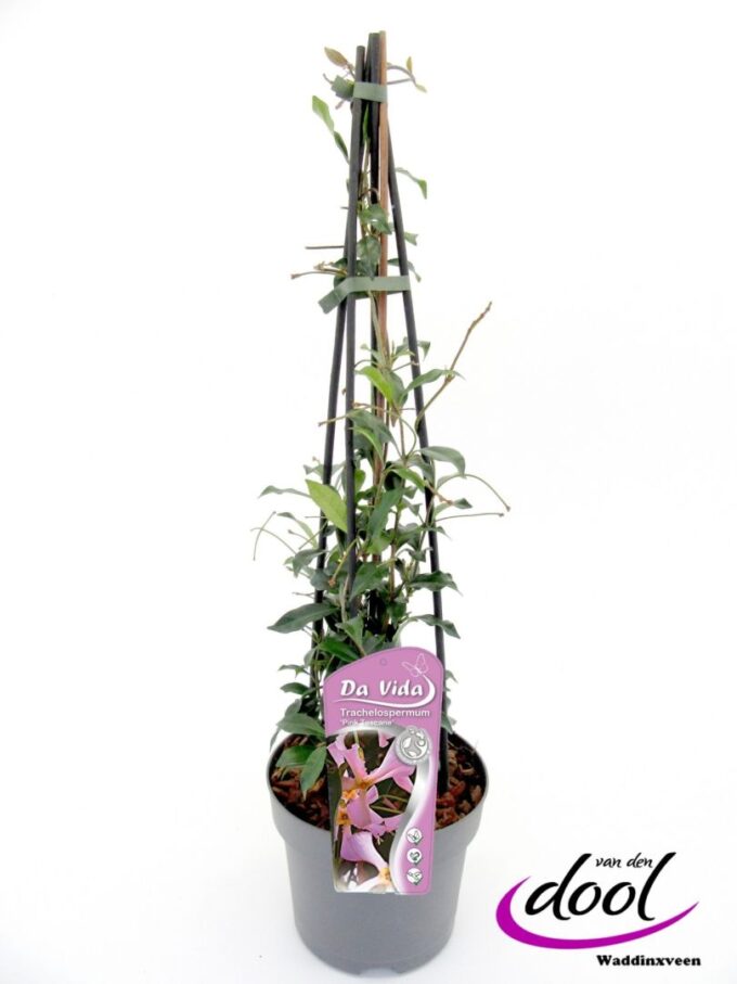 Trachelospermum jasm. Pink Toscane