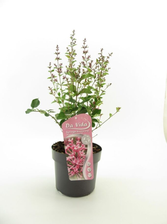 Syringa Bloomerang Pink Perfume