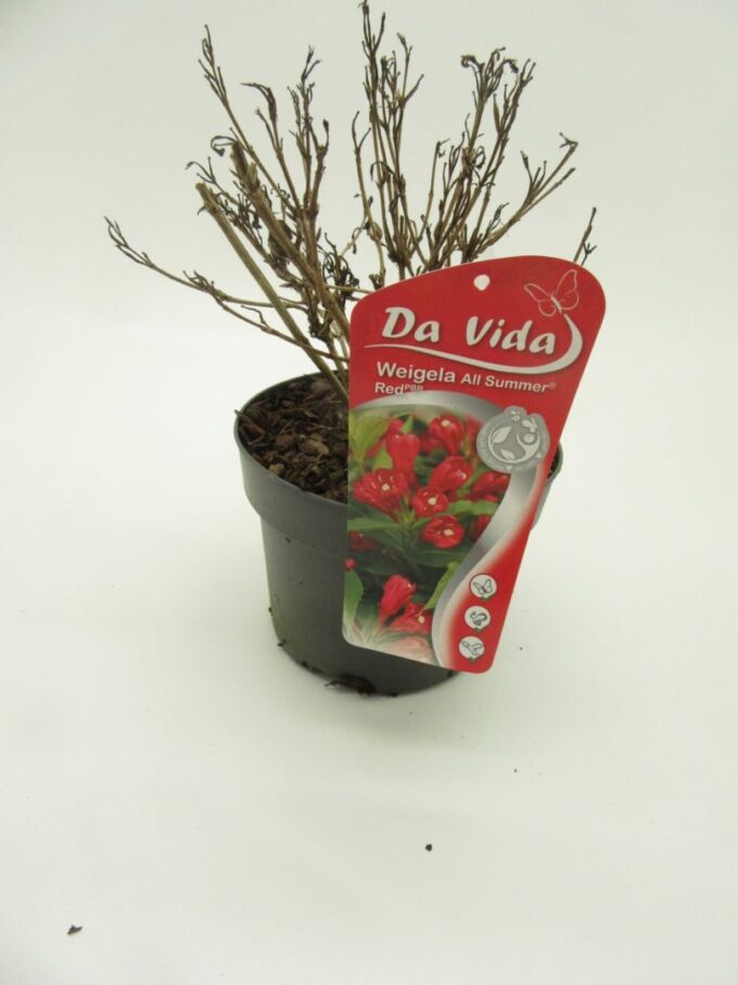 Weigela All Summer Red