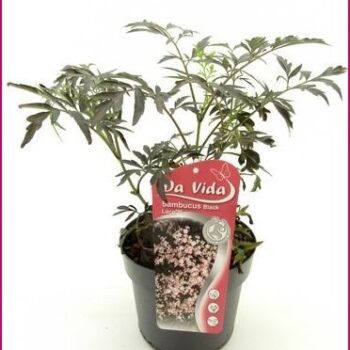 Sambucus Black Lace