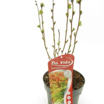 Sorbaria Sem