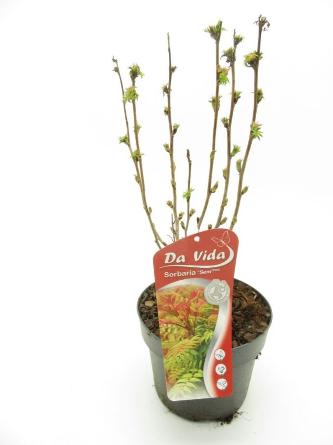Sorbaria Sem