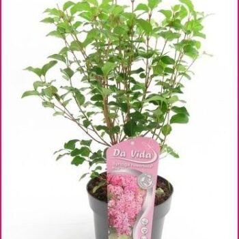 Syringa Flowerfesta Pink