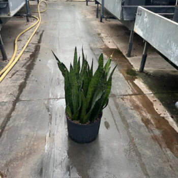 Sansevieria Zeylanica