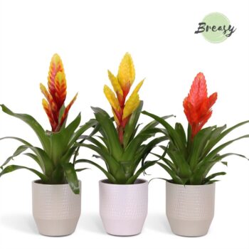 Vriesea Green Palma