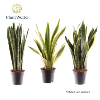 Sansevieria mix