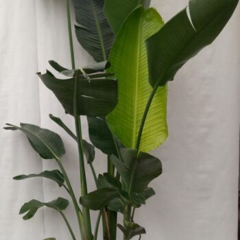 Strelitzia Nicolai