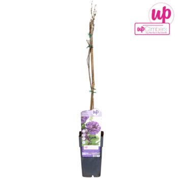 Wisteria frutescens 'Longwood Purple' P15