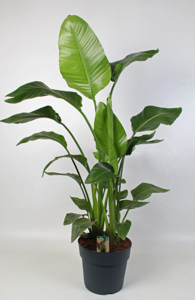 Strelitzia nicolai 24 cm 4 pp